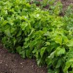 Aromatiques - Shiso Vert - Cuisine du Monde - face recto